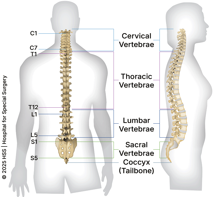Dorsal and lateral illustrations of the sections of the spine.