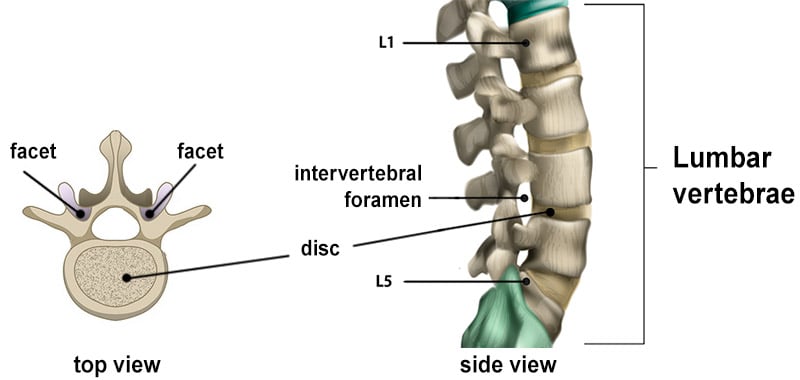 Illustrations of the lumbar spine vertebrae showing the disc, intervertabral foramina and facets.