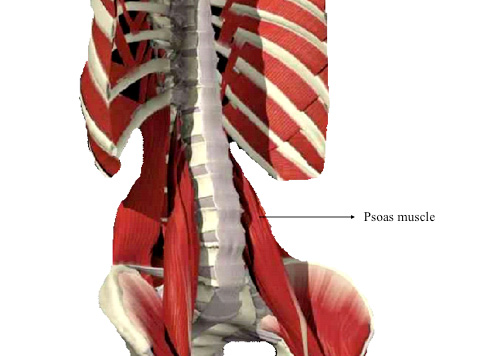 3D image of the spine including the psoas muscle.