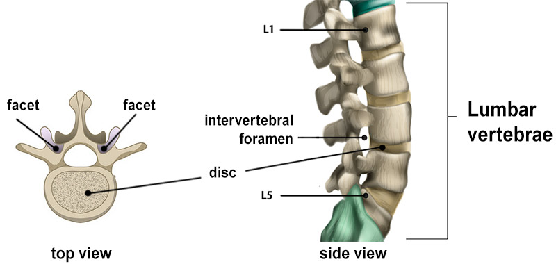 Illustrations of the lumbar spine vertebrae showing the disc, intervertabral foramina and facets.
