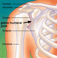 Diagram of shoulder anatomy showing the acromioclavicular (AC) articulation and glenohumeral (GH) joint