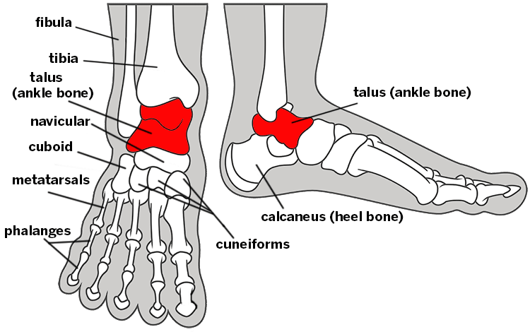 Illustration of the foot and ankle bones, labeled.