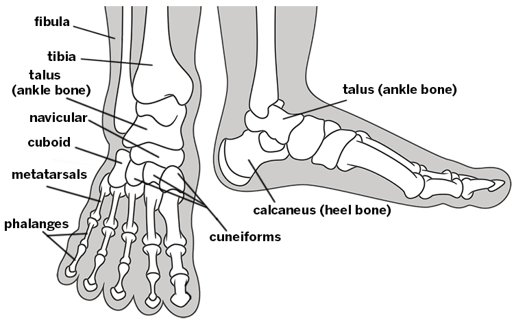 foot and ankle bones, labeled
