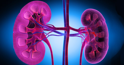 graphic showing the kidneys