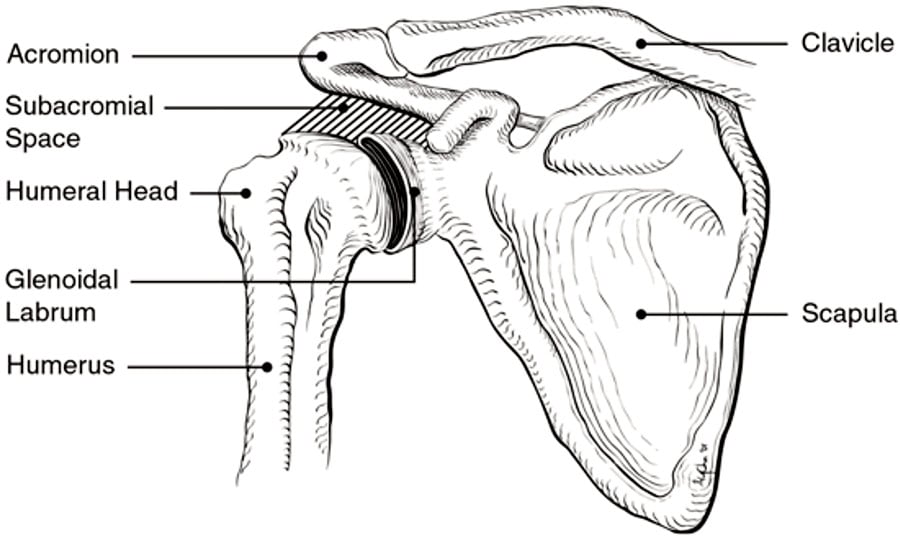 Bones of the shoulder.