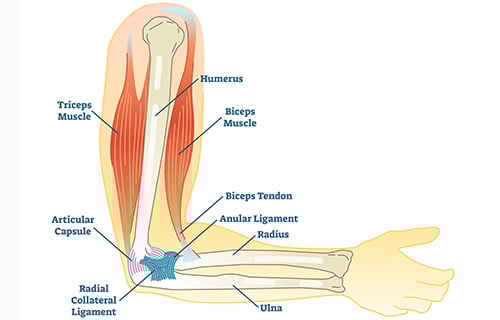 Illustration of elbow anatomy with bones and soft tissues labeled.