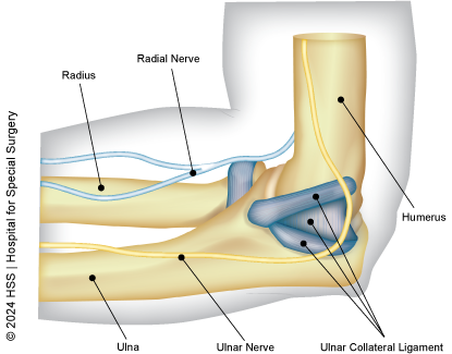 Medial view of the elbow showing the ulnar collateral ligament.