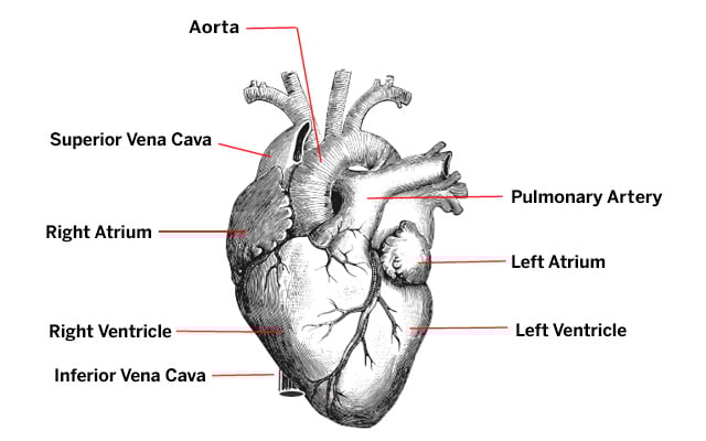 Labeled drawing of the heart (labels clockwise from top: aorta, pulmonary artery, left atrium, left ventricle, inferior vena cava, right ventricle, right atrium, superior vena cava).