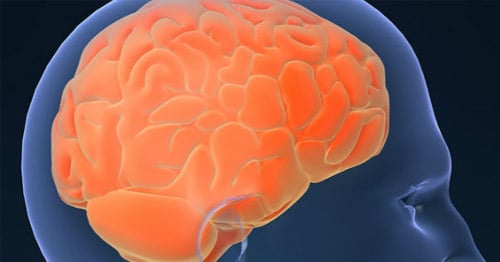 Illustration of the human brain.