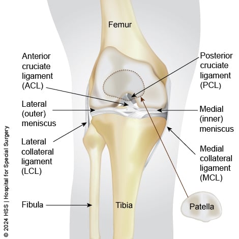 knee anatomy diagram