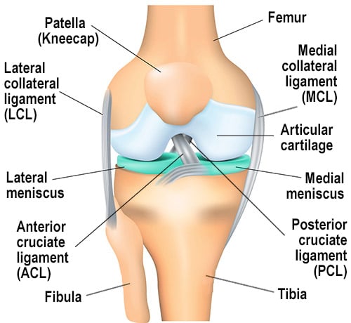 The knee joint with the two menisci higlighted.