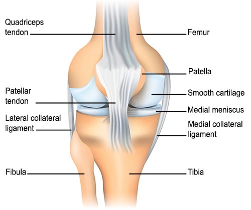 Diagram of Knee focused on the patellofemoral joint structures.