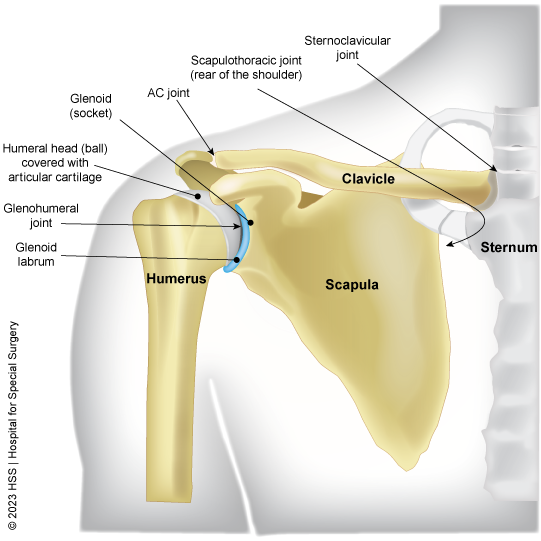 Diagram of the shoulder.