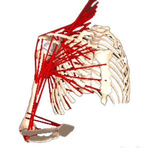 Patient-Specific 3D Interactive Shoulder Planning System