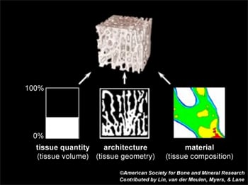 musculoskeletal Imaging