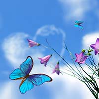 A photo of a butterfly.