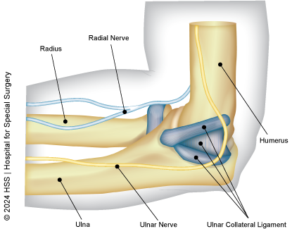 Medial view of the elbow showing the ulnar collateral ligament.