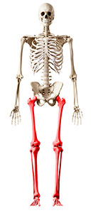 Image: Graphic of skeleton with lower extremities highlighted.