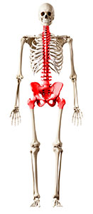 Image: Graphic of skeleton with the spine, pelvis and hips highlighted.