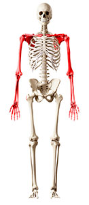 Image: Graphic of skeleton with upper extremities highlighted.