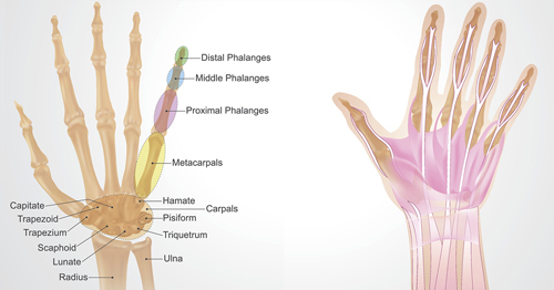 Anatomy of the Hand & Wrist: Bones, Muscles & Ligaments