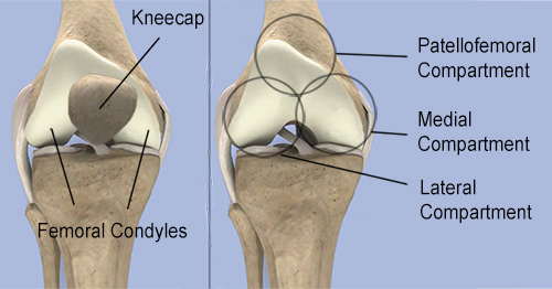 compartments of knee