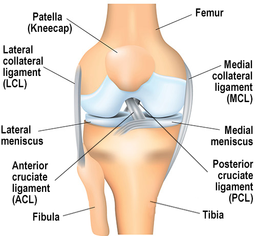 ACL Reconstruction Surgery: Procedure and Recovery