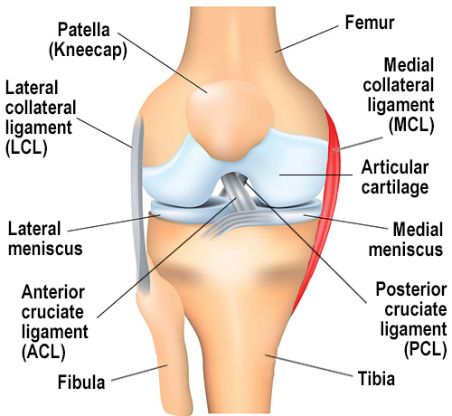 The knee joint with the MCL highlighted.