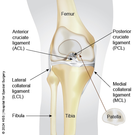 Illustration of the knee showing the major ligaments.