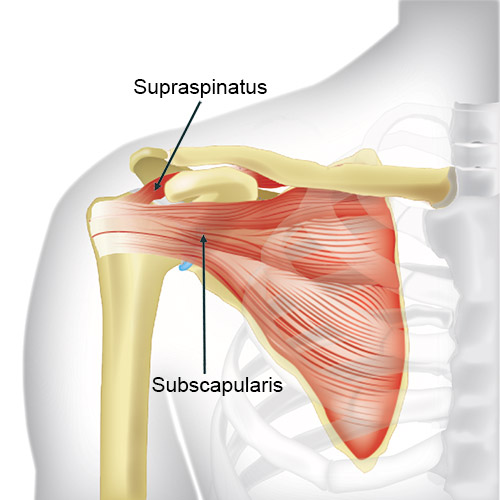 Front of the shoulder showing two of the four rotator cuff muscles.