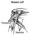 An Introduction to Shoulder Arthroscopy