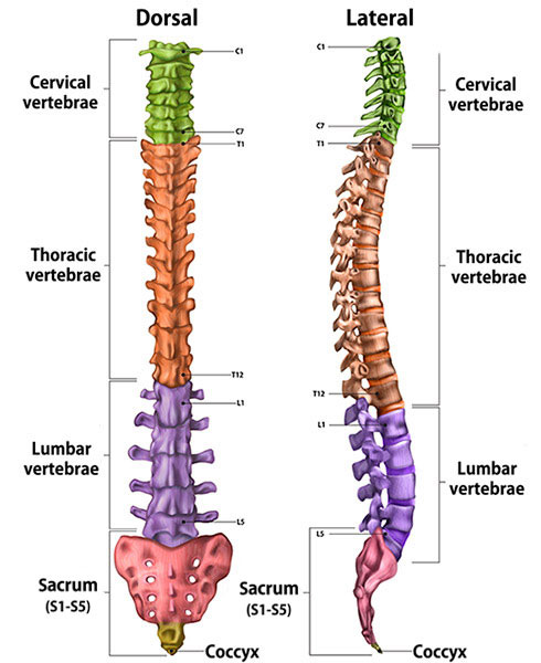 Lumbar and Cervical Spondylosis: Symptoms & Treatments