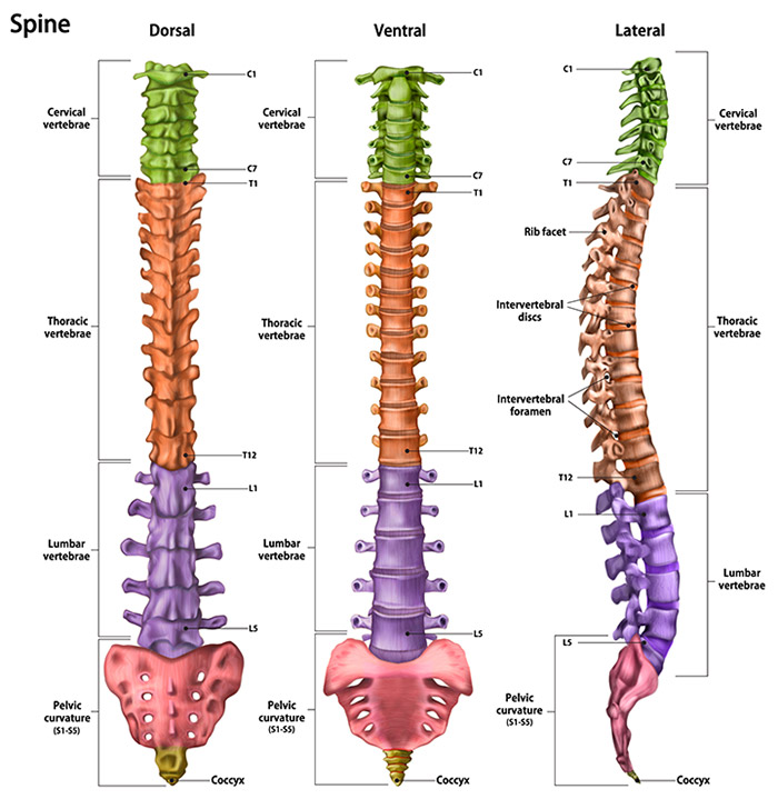 Spine Anatomy Labeled Detailed 