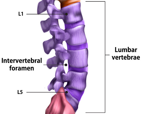 lumbar foramen