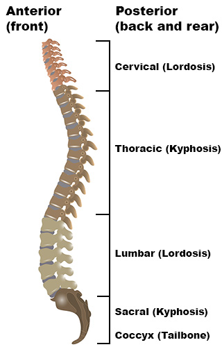 curved spine