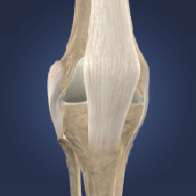 Knee and Knee Pain Conditions and Treatments